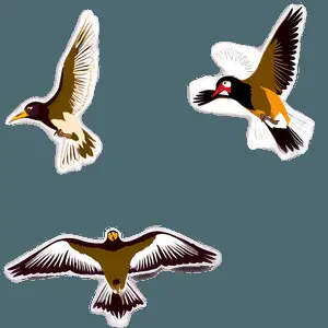 Birds Over Landscape PNG fyt8
