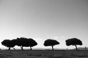 Black And White Tree 5120 x 3406 wallpaper
