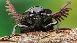 Black Beetle Close-Up Shot