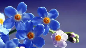Full Screen Sunlit Blue Forget-me-nots 4K Wallpaper