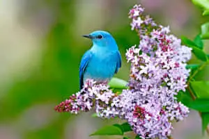 Bluebird perched in a tree, singing a beautiful song