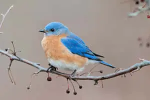Look Up To The Bluebird