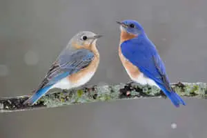 A Bluebird Sitting in a Tree Surrounded by a Vivid Blue Sky 