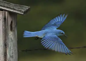 Picture of a Bluebird Sitting on a Branch 