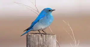 Beautiful Bluebird Taking Flight
