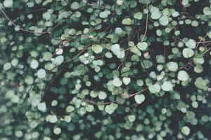 Experience Nature's Beauty with this Botanical Wallpaper