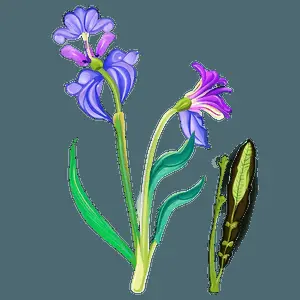 Botanical Flower Outline PNG 05252024