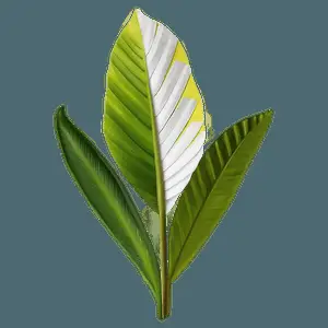 Botanical Wall Prints PNG 06292024