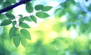 Bright Background Of Green Aesthetic Leaves