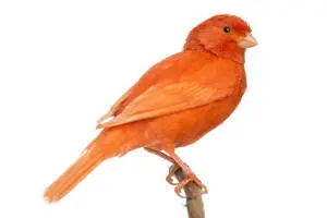 Bright Orange Canary Birf