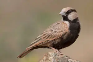 Brown Birds In Nature