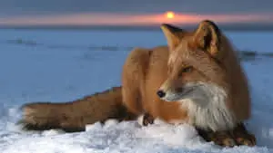 Brown Fox 1920 x 1080 wallpaper