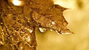 Beautiful Autumn Brown Leaves Wallpaper
