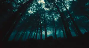  Caption: Dark Mysterious Forest 