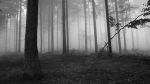 Captivating Dawn in Dense Forest