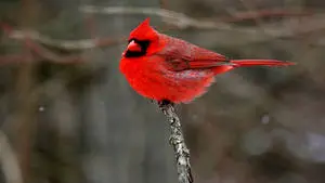 Cardinal At End Of Branch