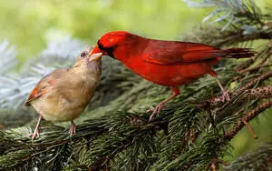 Cardinal Feeding Her Chick