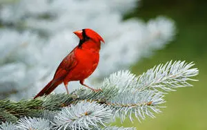 Cardinal Tilting Head