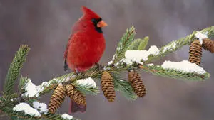 Majestic Red Cardinal Perched on Pinecones
