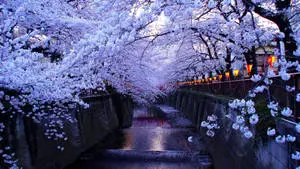 Vibrant Cherry Blossom Bloom on a Desktop