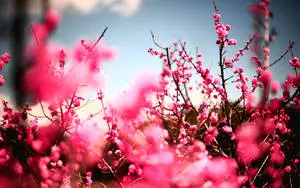 Cherry Blossoms Most Beautiful Nature