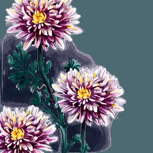 Chrysanthemum Floral Wallpaper PNG gso22