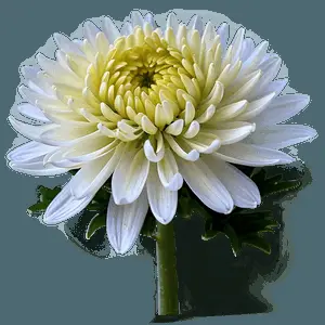 Chrysanthemum Macro Photography PNG 06112024