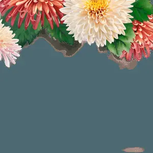 Chrysanthemum Nature Background PNG oob42