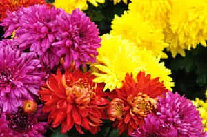 a bunch of flowers