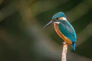 Close-Up Of Kingfisher Bird