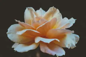 Close-Up Rosa 'Buff Beauty' Flower