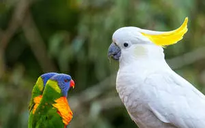 Cockatoo And Rainbow Lorikeet Parrots