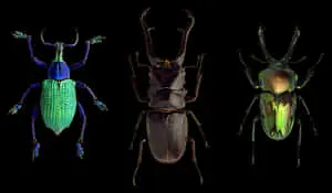 Colorful Beetles Trio
