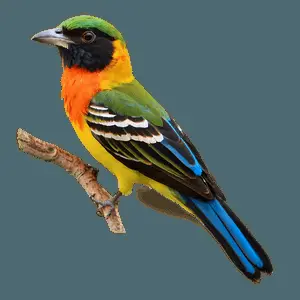 Colorful Bird Species Picture PNG xta