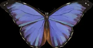 Colorful Butterfly Illustration