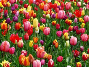 Colorful Field Of Tulip Flowers