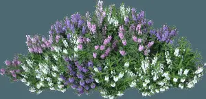 Colorful Flowering Shrub Top View