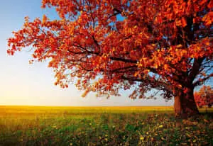  Caption: Vibrant Hues of Nature 