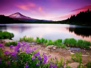 "The Magic of a Beautiful Nature Scene"