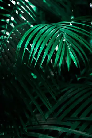 Cool Neon Wolf Lock Screen Wallpaper
