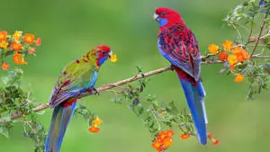 Crimson Rosella Parrots