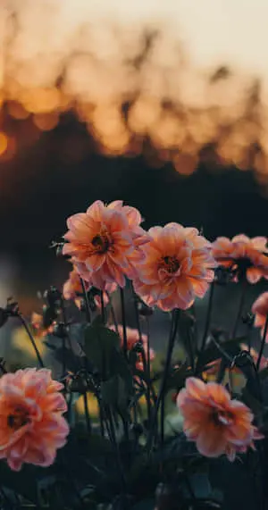 Cute Aesthetic Dahlia Flowers
