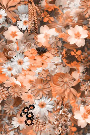 Cute Aesthetic Orange White Flowers