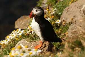 Cute Atlantic Puffin Birds In Nature