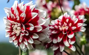Bright and Colorful Dahlia Flowers in Garden