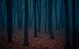 Dark Autumn Forest With Dried Leaves