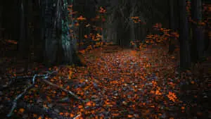 Nature's dark transformation to winter