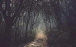 Dark Forest Background