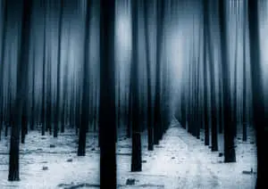 Dark Forest Background