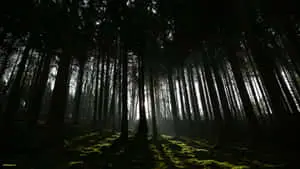 Dark Forest Background